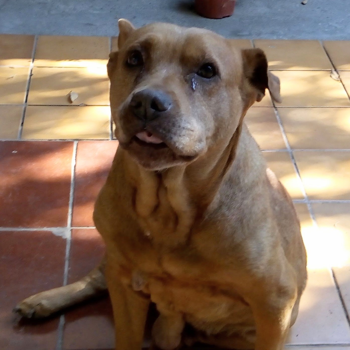 Pet 1